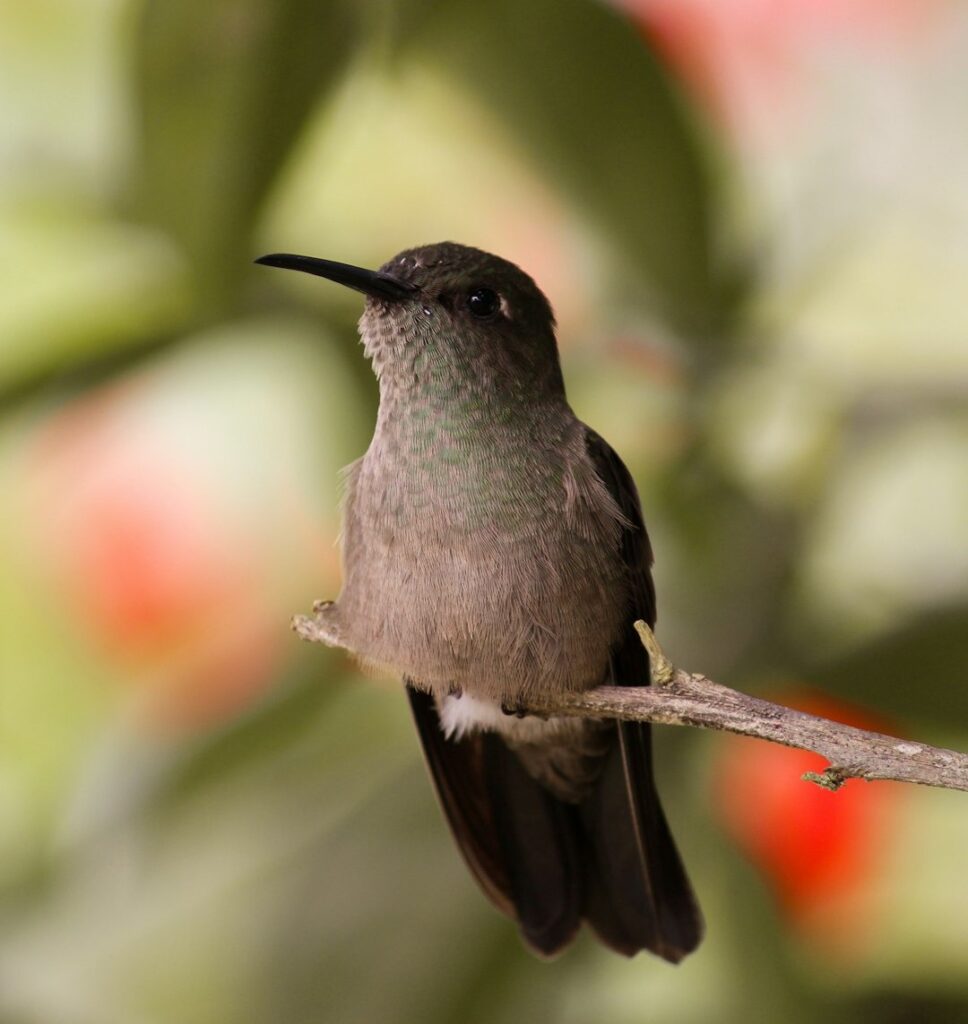 Imagem de um beija-flor sentado em um galho. O fundo é mesclado com tons de verde e laranja desfocados.